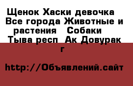 Щенок Хаски девочка - Все города Животные и растения » Собаки   . Тыва респ.,Ак-Довурак г.